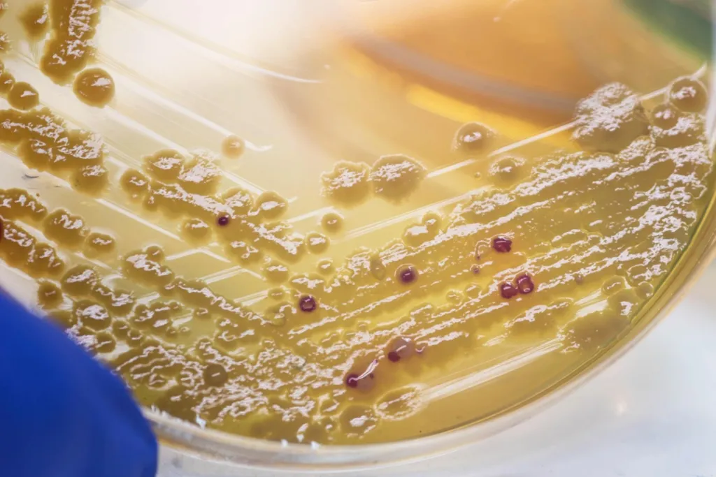 pectinase enzyme 01