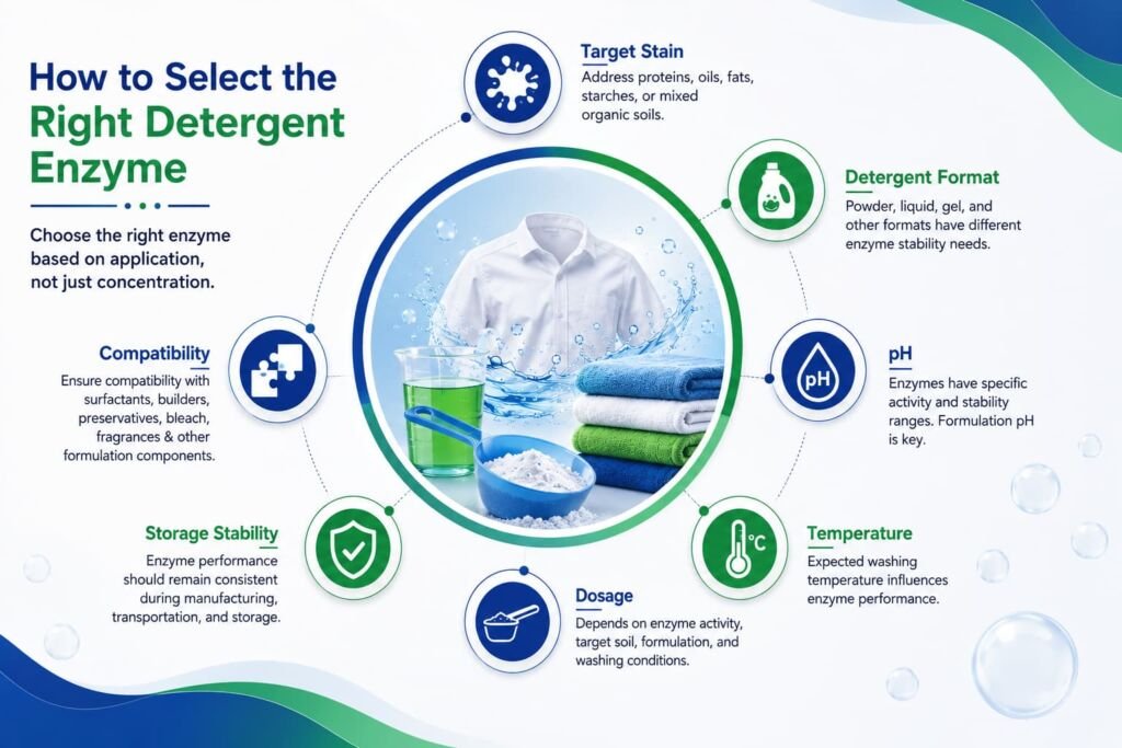 How to Select the Right Detergent Enzyme