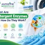 What Are Detergent Enzymes and How Do They Work?
