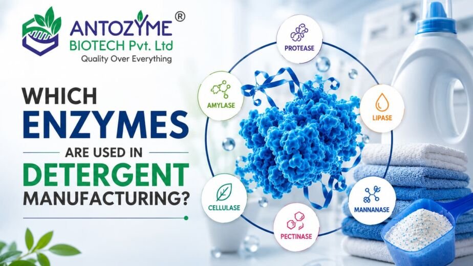Which Enzymes Are Used in Detergent Manufacturing